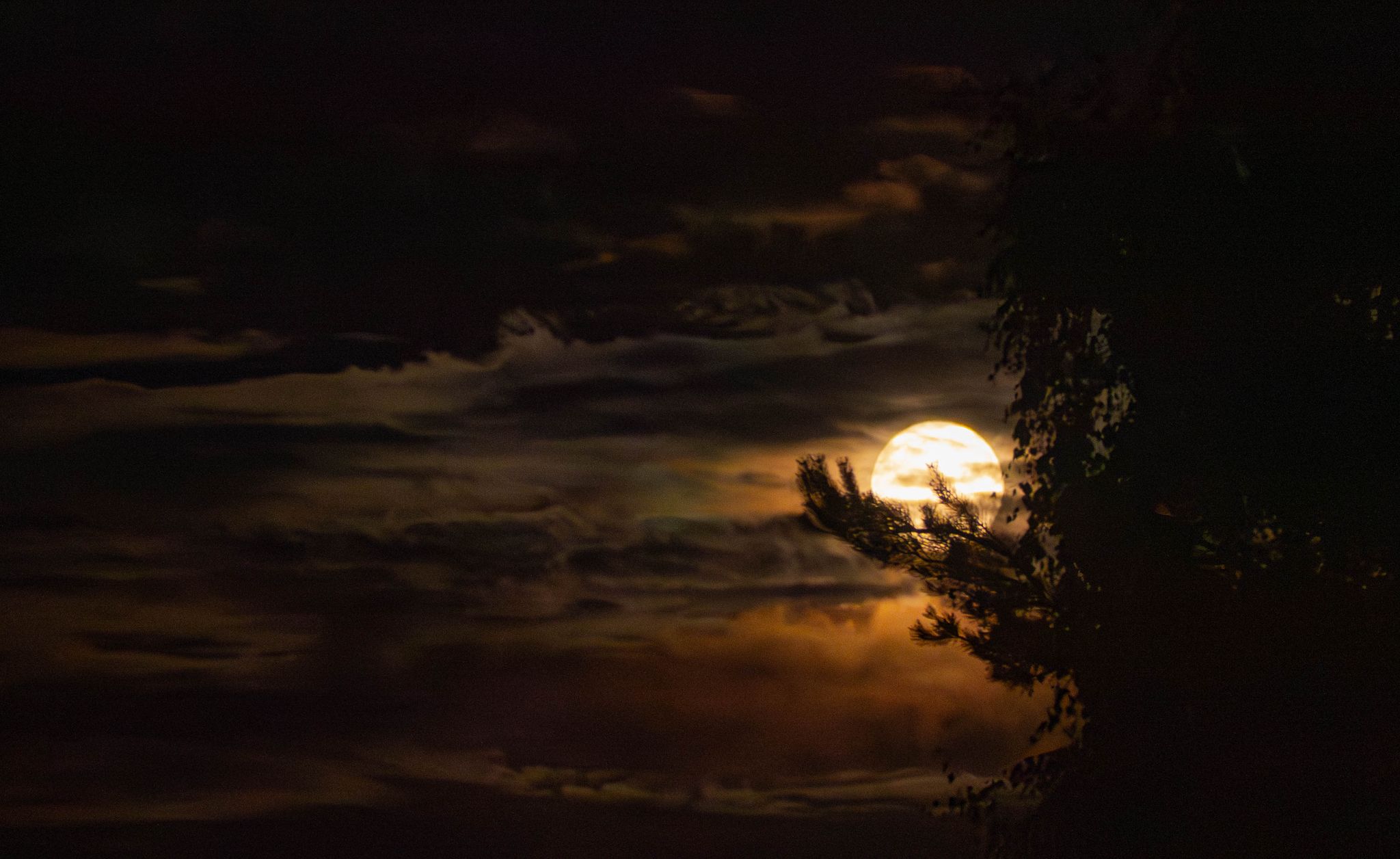 Księżyc nad gałęziami sosny w nocnym niebie